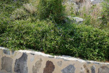 Jacquemontia pentanthos, Nisan ayında Najd Al Meqsar 'ın tarihi köyünde mor çiçeklerle çiçek açtı. Jacquemontia pentanthos, Convolvulaceae familyasından bir sarmaşık türü. Wadi Wshee, Sharjah, BAE. 