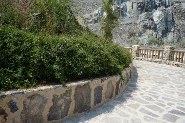 Jacquemontia pentanthos, Nisan ayında Najd Al Meqsar 'ın tarihi köyünde mor çiçeklerle çiçek açtı. Jacquemontia pentanthos, Convolvulaceae familyasından bir sarmaşık türü. Wadi Wshee, Sharjah, BAE. 