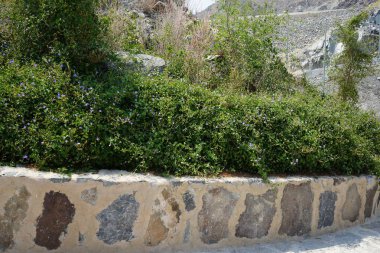 Jacquemontia pentanthos, Nisan ayında Najd Al Meqsar 'ın tarihi köyünde mor çiçeklerle çiçek açtı. Jacquemontia pentanthos, Convolvulaceae familyasından bir sarmaşık türü. Wadi Wshee, Sharjah, BAE. 