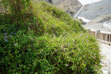 Jacquemontia pentanthos, Nisan ayında Najd Al Meqsar 'ın tarihi köyünde mor çiçeklerle çiçek açtı. Jacquemontia pentanthos, Convolvulaceae familyasından bir sarmaşık türü. Wadi Wshee, Sharjah, BAE. 
