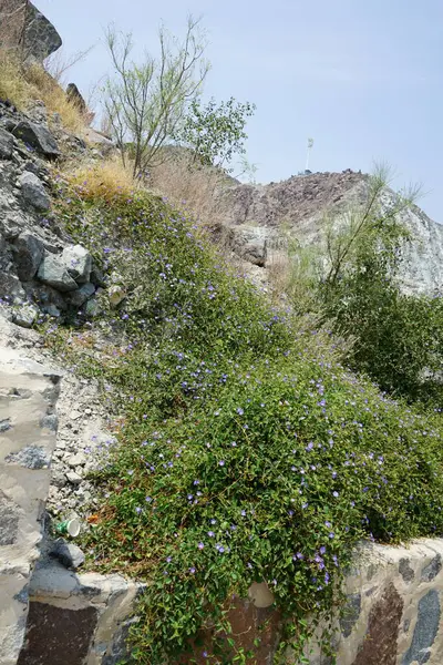 Jacquemontia pentanthos, Nisan ayında Najd Al Meqsar 'ın tarihi köyünde mor çiçeklerle çiçek açtı. Jacquemontia pentanthos, Convolvulaceae familyasından bir sarmaşık türü. Wadi Wshee, Sharjah, BAE. 