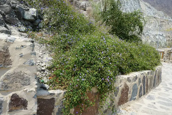 Jacquemontia pentanthos, Nisan ayında Najd Al Meqsar 'ın tarihi köyünde mor çiçeklerle çiçek açtı. Jacquemontia pentanthos, Convolvulaceae familyasından bir sarmaşık türü. Wadi Wshee, Sharjah, BAE. 