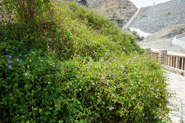 Jacquemontia pentanthos, Nisan ayında Najd Al Meqsar 'ın tarihi köyünde mor çiçeklerle çiçek açtı. Jacquemontia pentanthos, Convolvulaceae familyasından bir sarmaşık türü. Wadi Wshee, Sharjah, BAE. 