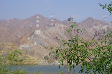 Vitex agnus-castus Nisan ayında Hawd al Bid 'ah rezervuarının kıyısında çiçek açar. Vitex agnus-castus, vitex, iffetli ağaç, chastetree, chasteberry, Abraham 's merhemi, leylak gülü, veya keşiş biberi, bir bitkidir. Wadi Wshee, Sharjah, BAE. 