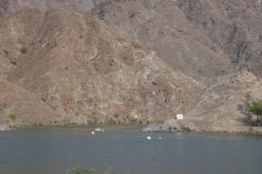 Anser anser var. Nisanda Holistikus Kazları ve Cairina Moschata ördekleri Hawd al Bid 'ah rezervuarında yaşarlar. Wadi Wshee, Sharjah, BAE.