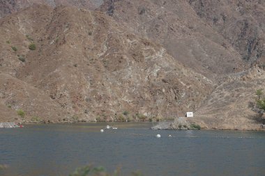 Anser anser var. Nisanda Holistikus Kazları ve Cairina Moschata ördekleri Hawd al Bid 'ah rezervuarında yaşarlar. Wadi Wshee, Sharjah, BAE.