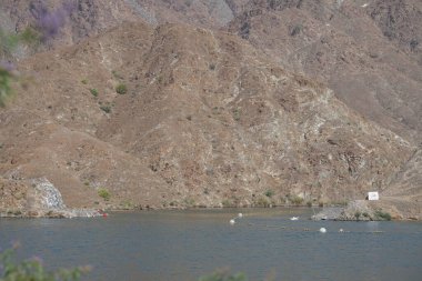 Anser anser var. Nisanda Holistikus Kazları ve Cairina Moschata ördekleri Hawd al Bid 'ah rezervuarında yaşarlar. Wadi Wshee, Sharjah, BAE.