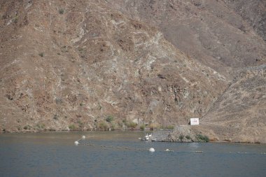 Anser anser var. Nisanda Holistikus Kazları ve Cairina Moschata ördekleri Hawd al Bid 'ah rezervuarında yaşarlar. Wadi Wshee, Sharjah, BAE.