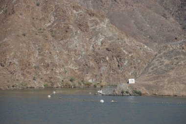 Anser anser var. Nisanda Holistikus Kazları ve Cairina Moschata ördekleri Hawd al Bid 'ah rezervuarında yaşarlar. Wadi Wshee, Sharjah, BAE.