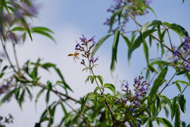 Nisan ayında bir Polistes wattii eşekarısı Vitex agnus-castus 'un mor çiçeklerinin üzerinden uçar. Polistes, Polistini kabilesinin tek cinsi ve kağıt eşekarılarının kozmopolit cinsidir. Wadi Wshee, Sharjah, BAE 