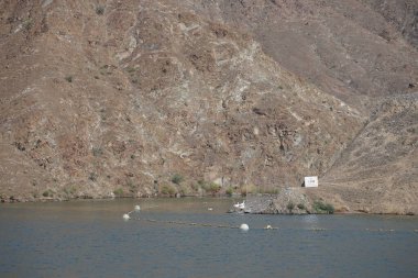 Anser anser var. Nisanda Holistikus Kazları ve Cairina Moschata ördekleri Hawd al Bid 'ah rezervuarında yaşarlar. Wadi Wshee, Sharjah, BAE.