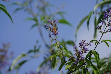 Nisan ayında bir Polistes wattii eşekarısı Vitex agnus-castus 'un mor çiçeklerinin üzerinden uçar. Polistes, Polistini kabilesinin tek cinsi ve kağıt eşekarılarının kozmopolit cinsidir. Wadi Wshee, Sharjah, BAE 