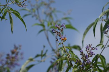 Nisan ayında bir Polistes wattii eşekarısı Vitex agnus-castus 'un mor çiçeklerinin üzerinden uçar. Polistes, Polistini kabilesinin tek cinsi ve kağıt eşekarılarının kozmopolit cinsidir. Wadi Wshee, Sharjah, BAE 