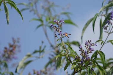 Nisan ayında bir Polistes wattii eşekarısı Vitex agnus-castus 'un mor çiçeklerinin üzerinden uçar. Polistes, Polistini kabilesinin tek cinsi ve kağıt eşekarılarının kozmopolit cinsidir. Wadi Wshee, Sharjah, BAE 