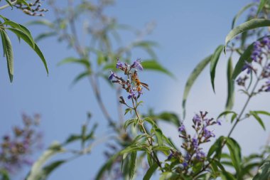 Nisan ayında bir Polistes wattii eşekarısı Vitex agnus-castus 'un mor çiçeklerinin üzerinden uçar. Polistes, Polistini kabilesinin tek cinsi ve kağıt eşekarılarının kozmopolit cinsidir. Wadi Wshee, Sharjah, BAE 