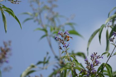 Nisan ayında bir Polistes wattii eşekarısı Vitex agnus-castus 'un mor çiçeklerinin üzerinden uçar. Polistes, Polistini kabilesinin tek cinsi ve kağıt eşekarılarının kozmopolit cinsidir. Wadi Wshee, Sharjah, BAE 