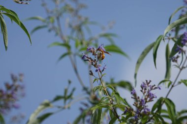 Nisan ayında bir Polistes wattii eşekarısı Vitex agnus-castus 'un mor çiçeklerinin üzerinden uçar. Polistes, Polistini kabilesinin tek cinsi ve kağıt eşekarılarının kozmopolit cinsidir. Wadi Wshee, Sharjah, BAE 