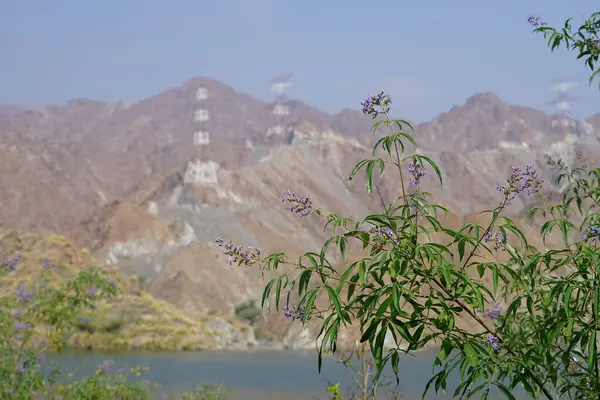 Vitex agnus-castus Nisan ayında Hawd al Bid 'ah rezervuarının kıyısında çiçek açar. Vitex agnus-castus, vitex, iffetli ağaç, chastetree, chasteberry, Abraham 's merhemi, leylak gülü, veya keşiş biberi, bir bitkidir. Wadi Wshee, Sharjah, BAE. 
