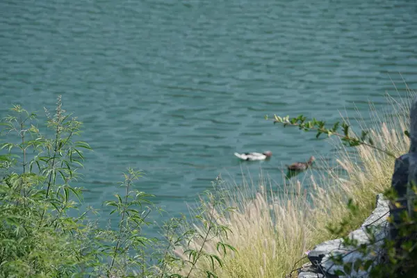 Vitex agnus-castus Nisan ayında Hawd al Bid 'ah rezervuarının kıyısında çiçek açar. Vitex agnus-castus, vitex, iffetli ağaç, chastetree, chasteberry, Abraham 's merhemi, leylak gülü, veya keşiş biberi, bir bitkidir. Wadi Wshee, Sharjah, BAE. 