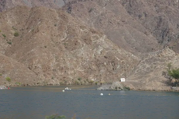 Anser anser var. Nisanda Holistikus Kazları ve Cairina Moschata ördekleri Hawd al Bid 'ah rezervuarında yaşarlar. Wadi Wshee, Sharjah, BAE.