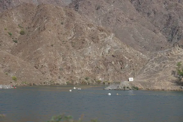 Anser anser var. Nisanda Holistikus Kazları ve Cairina Moschata ördekleri Hawd al Bid 'ah rezervuarında yaşarlar. Wadi Wshee, Sharjah, BAE.