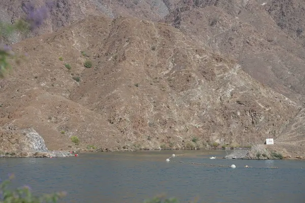 Anser anser var. Nisanda Holistikus Kazları ve Cairina Moschata ördekleri Hawd al Bid 'ah rezervuarında yaşarlar. Wadi Wshee, Sharjah, BAE.