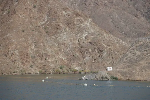 Anser anser var. Nisanda Holistikus Kazları ve Cairina Moschata ördekleri Hawd al Bid 'ah rezervuarında yaşarlar. Wadi Wshee, Sharjah, BAE.