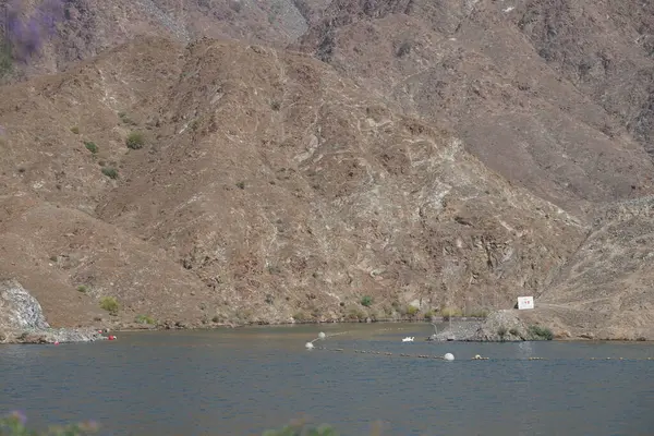 Anser anser var. Nisanda Holistikus Kazları ve Cairina Moschata ördekleri Hawd al Bid 'ah rezervuarında yaşarlar. Wadi Wshee, Sharjah, BAE.