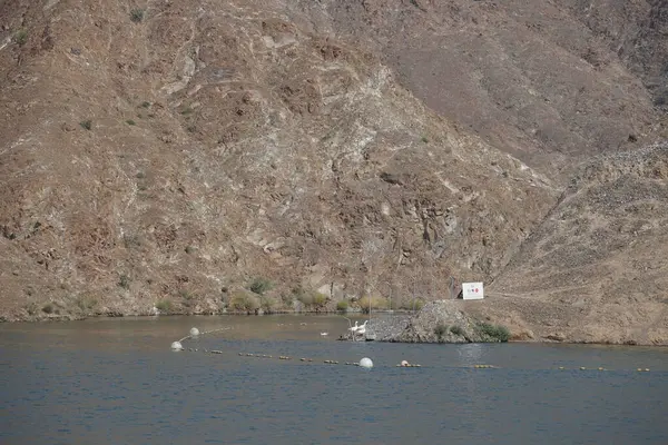 Anser anser var. Nisanda Holistikus Kazları ve Cairina Moschata ördekleri Hawd al Bid 'ah rezervuarında yaşarlar. Wadi Wshee, Sharjah, BAE.