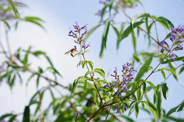 Nisan ayında bir Polistes wattii eşekarısı Vitex agnus-castus 'un mor çiçeklerinin üzerinden uçar. Polistes, Polistini kabilesinin tek cinsi ve kağıt eşekarılarının kozmopolit cinsidir. Wadi Wshee, Sharjah, BAE 