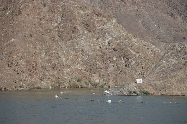 Anser anser var. Nisanda Holistikus Kazları ve Cairina Moschata ördekleri Hawd al Bid 'ah rezervuarında yaşarlar. Wadi Wshee, Sharjah, BAE.