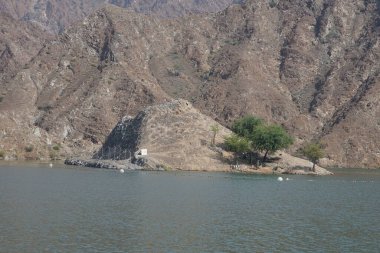 Anser anser var. Evcil kazlar ve Gazella Arabica memelileri Nisan ayında Hawd al Bid 'ah rezervuarının kayalık kıyılarındadır. Arap ceylanı (