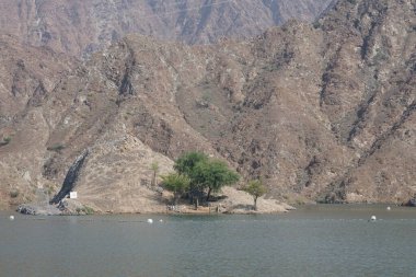 Gazella Arap hayvanları Nisan ayında Hawd al Bid 'ah rezervuarının kayalık kıyılarındadır. Arap ceylanı (