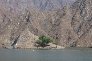 Gazella Arap hayvanları Nisan ayında Hawd al Bid 'ah rezervuarının kayalık kıyılarındadır. Arap ceylanı (