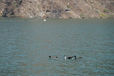 Ördekler, Al Rafisah Barajı dinlenme alanındaki Hawd al Bid 'ah rezervuarının suyunda yüzerler. Ördek, Anatidae familyasındaki birçok su kuşunun yaygın adıdır. Wadi Wshee, Sharjah, BAE.   