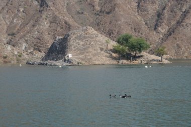 Ördekler, kazlar ve Arap ceylanları Nisan ayında Hawd al Bid 'ah rezervuarının yakınlarında yaşarlar. Arap ceylanı (