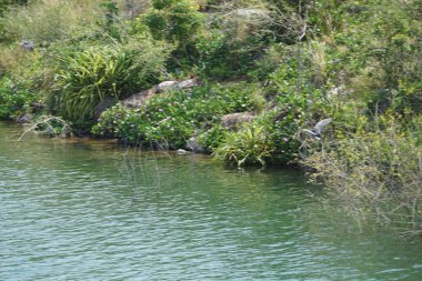Heron Nycticorax nycticorax, Al Rafisah Barajı dinlenme alanındaki Hawd al Bid 'ah rezervuarının yakınlarında yaşıyor. Siyah taçlı balıkçıl, N. nycticorax bir balıkçıl. Wadi Wshee, Sharjah, BAE. 