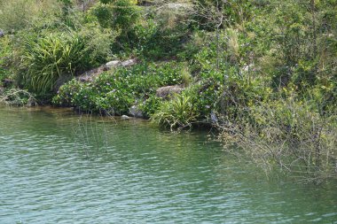 Heron Nycticorax nycticorax, Al Rafisah Barajı dinlenme alanındaki Hawd al Bid 'ah rezervuarının yakınlarında yaşıyor. Siyah taçlı balıkçıl, N. nycticorax bir balıkçıl. Wadi Wshee, Sharjah, BAE. 
