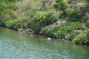 Ördekler, Al Rafisah Barajı dinlenme alanındaki Hawd al Bid 'ah rezervuarının pitoresk çevresinde yaşarlar. Ördek, Anatidae familyasındaki birçok su kuşunun yaygın adıdır. Wadi Wshee, Sharjah, BAE. 