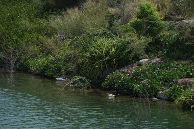 Ördekler, Al Rafisah Barajı dinlenme alanındaki Hawd al Bid 'ah rezervuarının pitoresk çevresinde yaşarlar. Ördek, Anatidae familyasındaki birçok su kuşunun yaygın adıdır. Wadi Wshee, Sharjah, BAE. 