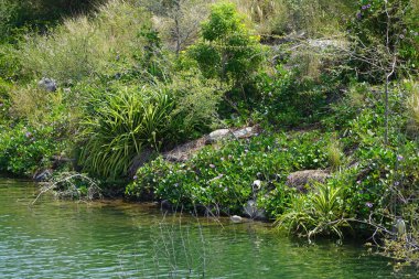 Ördekler, Al Rafisah Barajı dinlenme alanındaki Hawd al Bid 'ah rezervuarının pitoresk çevresinde yaşarlar. Ördek, Anatidae familyasındaki birçok su kuşunun yaygın adıdır. Wadi Wshee, Sharjah, BAE. 