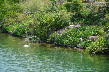 Ördekler, Al Rafisah Barajı dinlenme alanındaki Hawd al Bid 'ah rezervuarının pitoresk çevresinde yaşarlar. Ördek, Anatidae familyasındaki birçok su kuşunun yaygın adıdır. Wadi Wshee, Sharjah, BAE. 