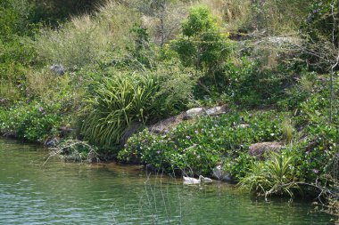 Ördekler, Al Rafisah Barajı dinlenme alanındaki Hawd al Bid 'ah rezervuarının pitoresk çevresinde yaşarlar. Ördek, Anatidae familyasındaki birçok su kuşunun yaygın adıdır. Wadi Wshee, Sharjah, BAE. 