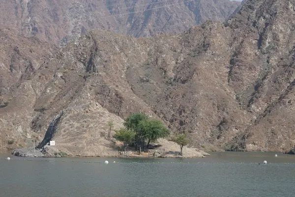 Gazella Arap hayvanları Nisan ayında Hawd al Bid 'ah rezervuarının kayalık kıyılarındadır. Arap ceylanı (