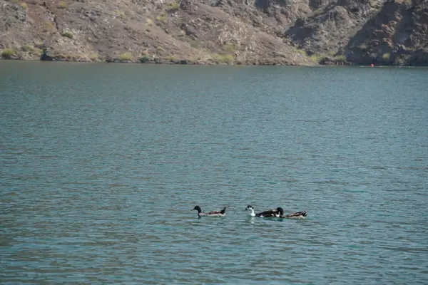 Ördekler, Al Rafisah Barajı dinlenme alanındaki Hawd al Bid 'ah rezervuarının suyunda yüzerler. Ördek, Anatidae familyasındaki birçok su kuşunun yaygın adıdır. Wadi Wshee, Sharjah, BAE.   