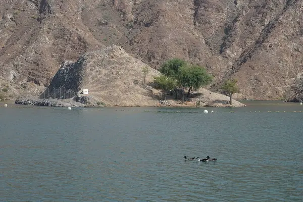 Ördekler, kazlar ve Arap ceylanları Nisan ayında Hawd al Bid 'ah rezervuarının yakınlarında yaşarlar. Arap ceylanı (