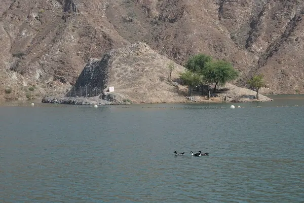 Ördekler, kazlar ve Arap ceylanları Nisan ayında Hawd al Bid 'ah rezervuarının yakınlarında yaşarlar. Arap ceylanı (