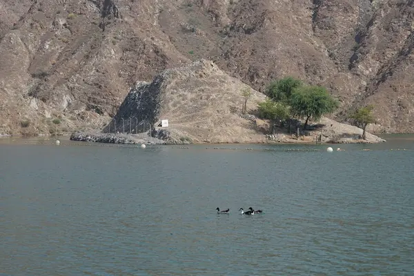 Ördekler, kazlar ve Arap ceylanları Nisan ayında Hawd al Bid 'ah rezervuarının yakınlarında yaşarlar. Arap ceylanı (