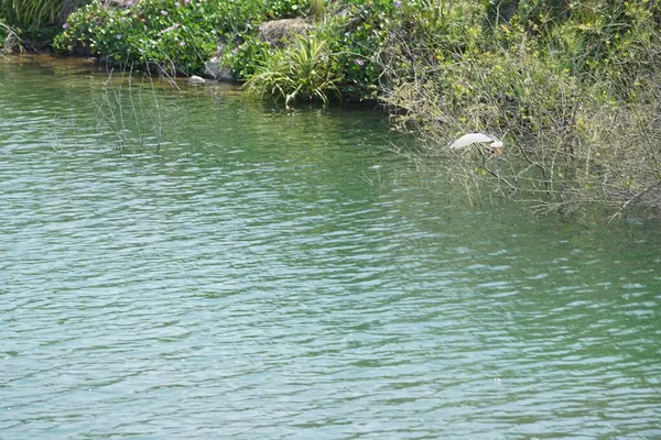 Heron Nycticorax nycticorax, Al Rafisah Barajı dinlenme alanındaki Hawd al Bid 'ah rezervuarının yakınlarında yaşıyor. Siyah taçlı balıkçıl, N. nycticorax bir balıkçıl. Wadi Wshee, Sharjah, BAE. 