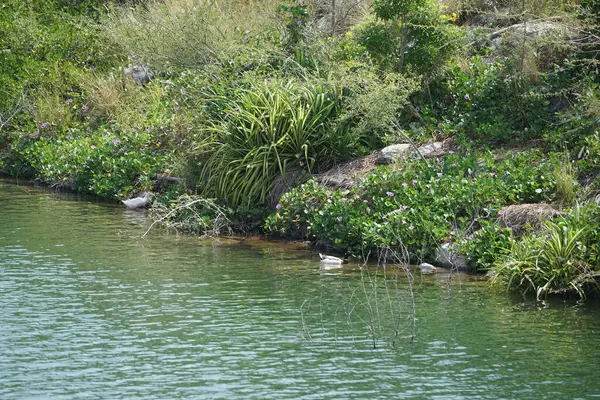 Ördekler, Al Rafisah Barajı dinlenme alanındaki Hawd al Bid 'ah rezervuarının pitoresk çevresinde yaşarlar. Ördek, Anatidae familyasındaki birçok su kuşunun yaygın adıdır. Wadi Wshee, Sharjah, BAE. 